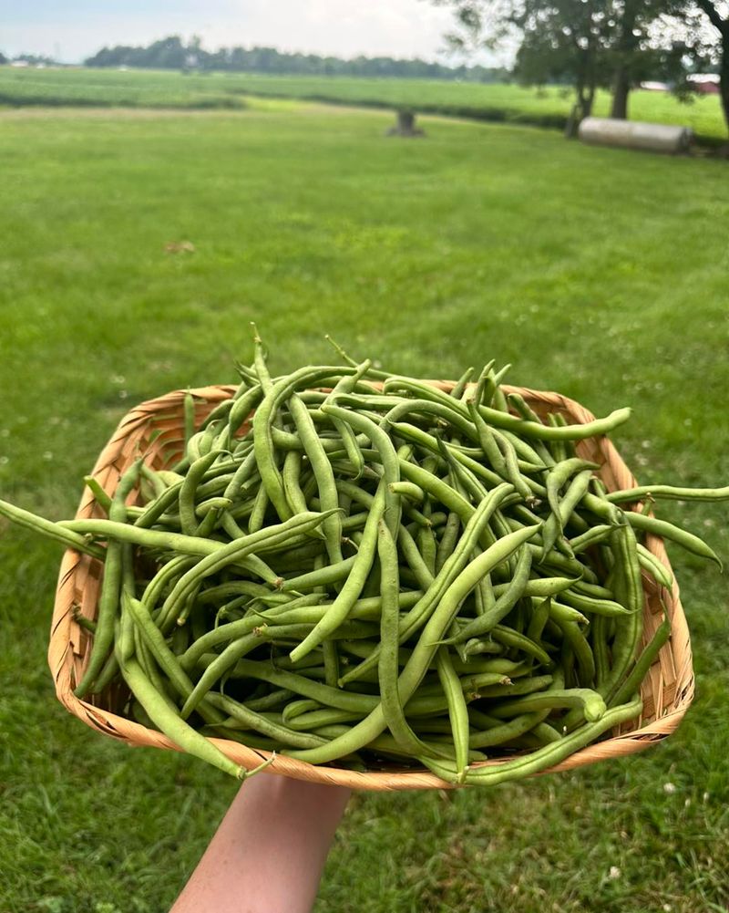 Snap Beans Should Be Picked Before Frost Damages The Vines Snap Beans Should Be Picked Before Frost Damages The Vines