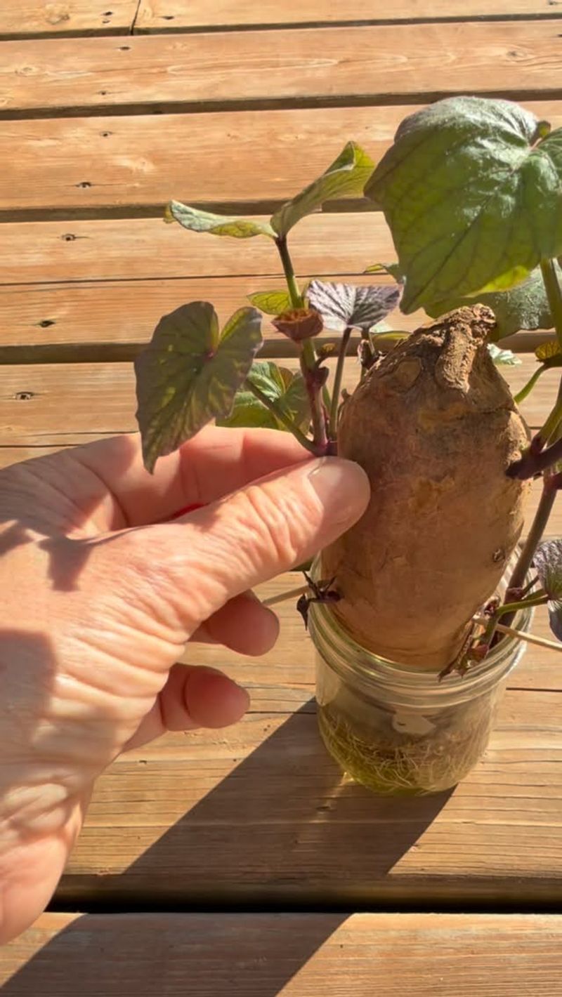 Snap Off Rooted Slips Once Early Spring Arrives Snap Off Rooted Slips Once Early Spring Arrives