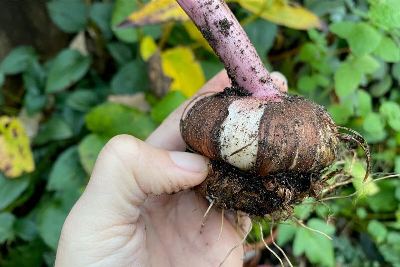 Snap Off The Old Mother Corm Before Storing Snap Off The Old Mother Corm Before Storing