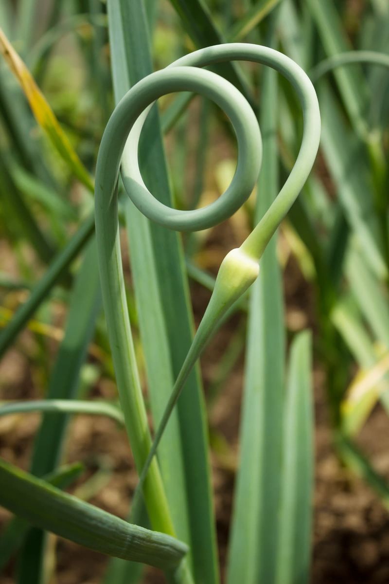 Snap Off Those Curly Scapes Next Year Snap Off Those Curly Scapes Next Year