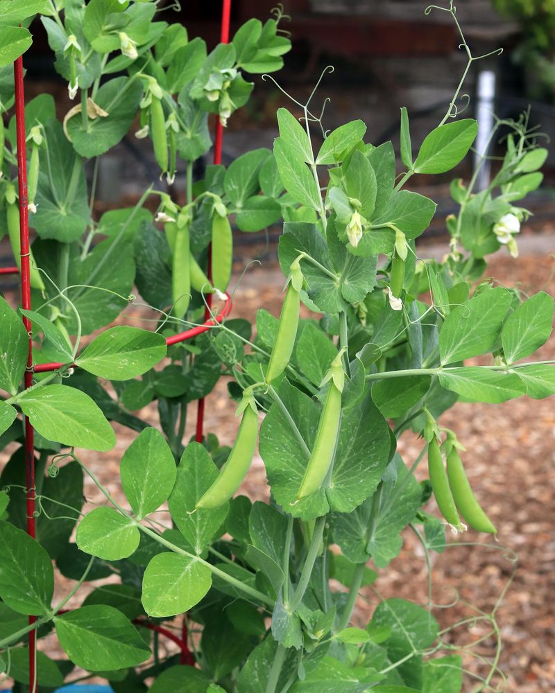Snap Peas Snap Peas