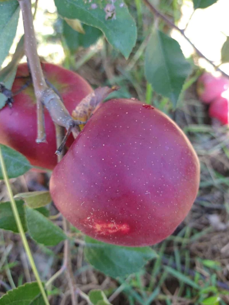 SnapDragon Apples Give Kids A Loud Crunch SnapDragon Apples Give Kids A Loud Crunch