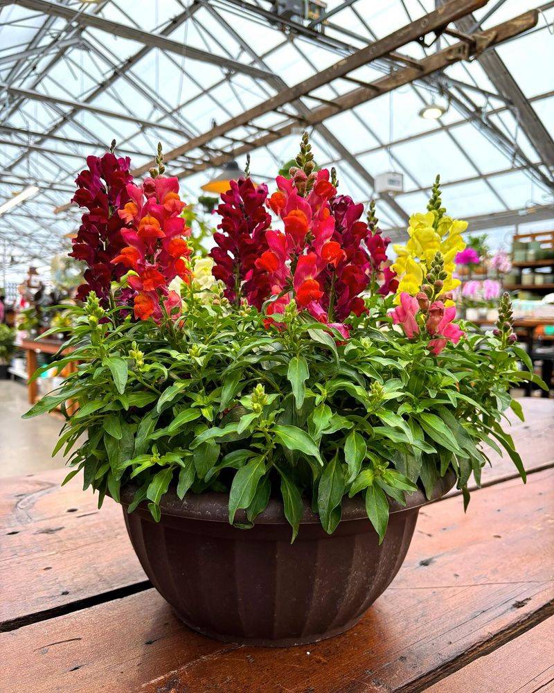 Snapdragons Add Height And Drama
