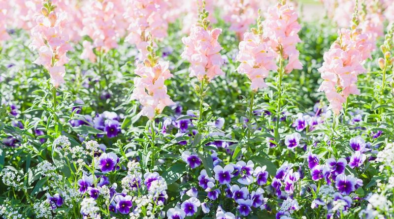 Snapdragons Add Height Behind Pansies Snapdragons Add Height Behind Pansies