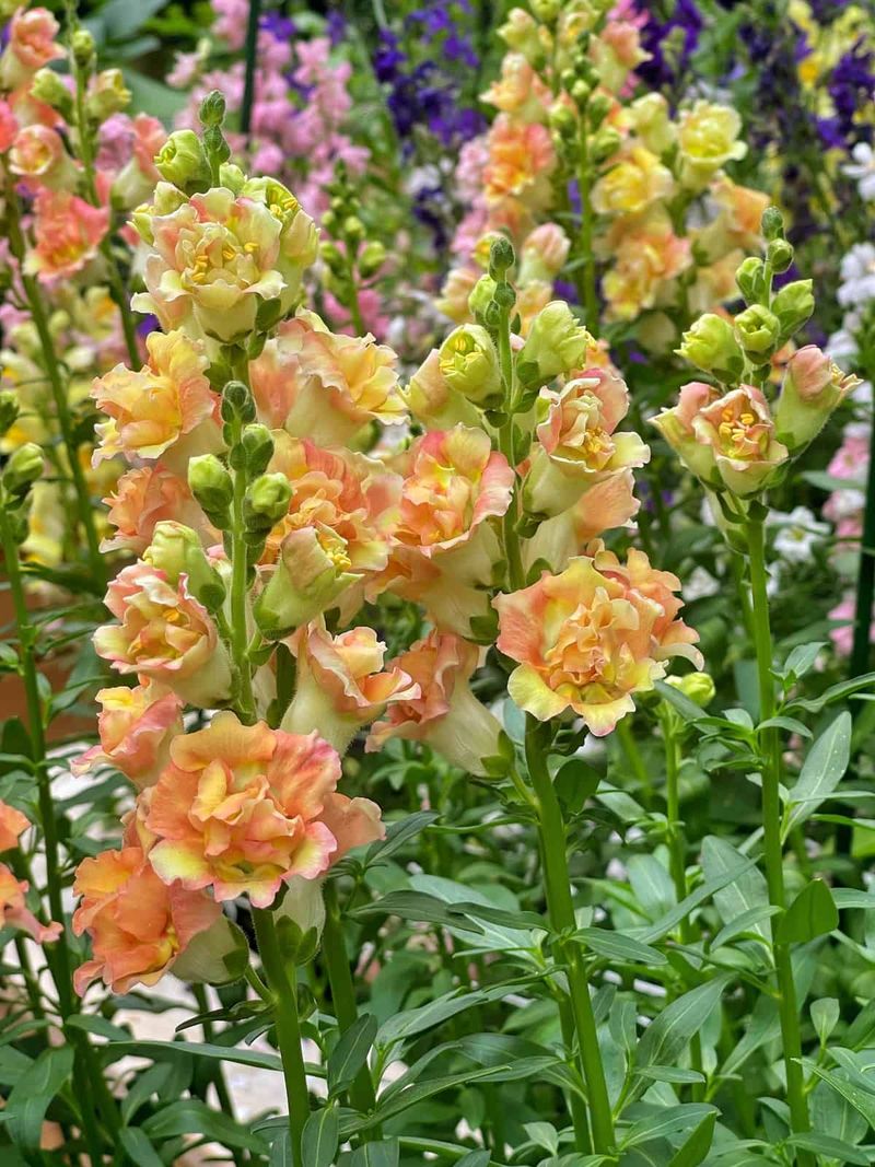 Snapdragons Add Height To The Back Of Porch Containers Snapdragons Add Height To The Back Of Porch Containers