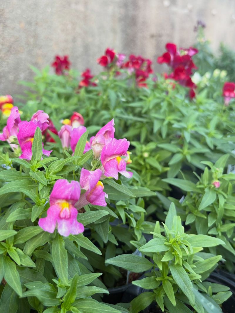 Snapdragons Bloom This Fall And Often Again In Spring