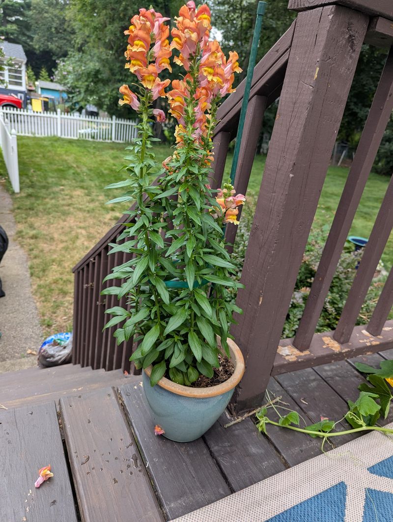 Snapdragons For Upright Cool-Season Blooms Snapdragons For Upright Cool-Season Blooms