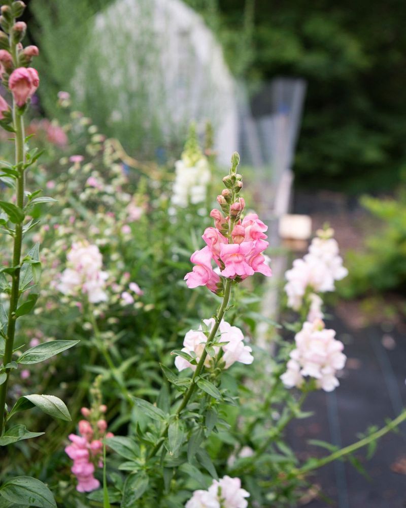 Snapdragons Handle Cold Better Than Many Expect Snapdragons Handle Cold Better Than Many Expect