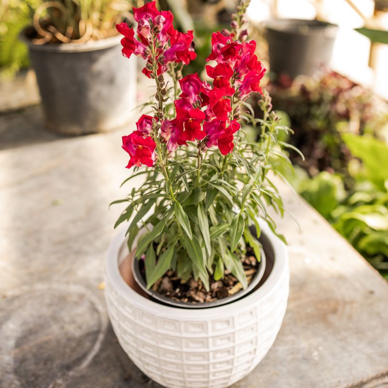 Snapdragons Handle Cool Wet Weather Snapdragons Handle Cool Wet Weather