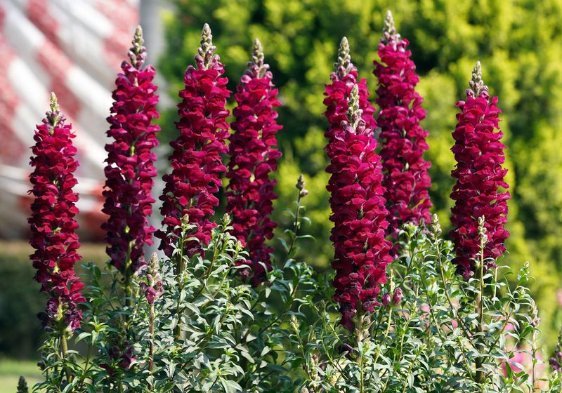 Snapdragons Lift The Bed With Tall Spires