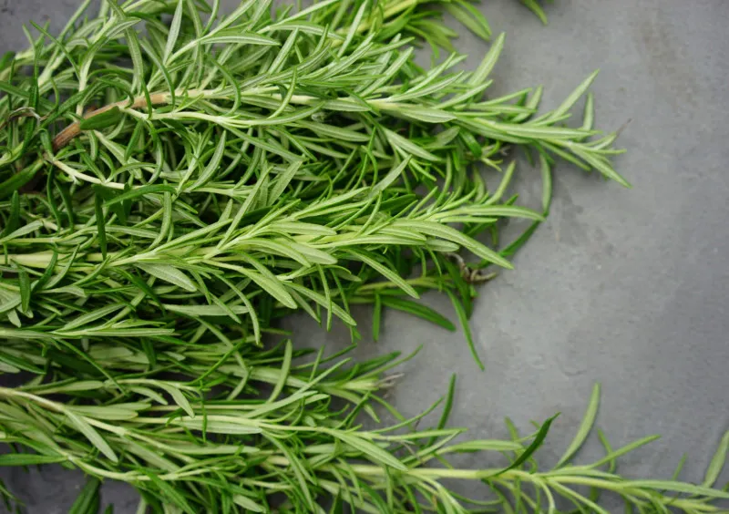 Snip 4 To 6 Inch Tips From Healthy Stems
