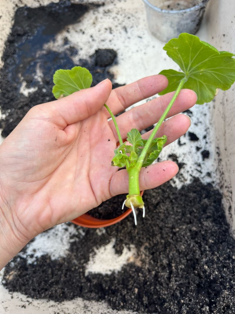 Snip A Few Stems For Tiny Backup Plants Snip A Few Stems For Tiny Backup Plants