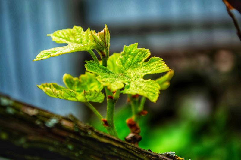 Snip And Move Your New Vine In Spring