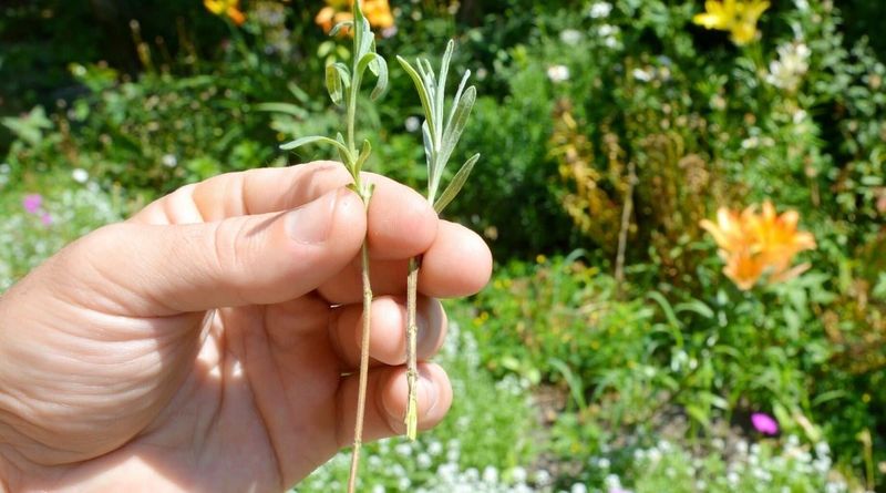 Snip And Strip Your Cuttings With Care