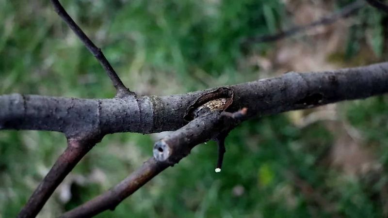 Snip Away Broken And Crossing Branches Snip Away Broken And Crossing Branches
