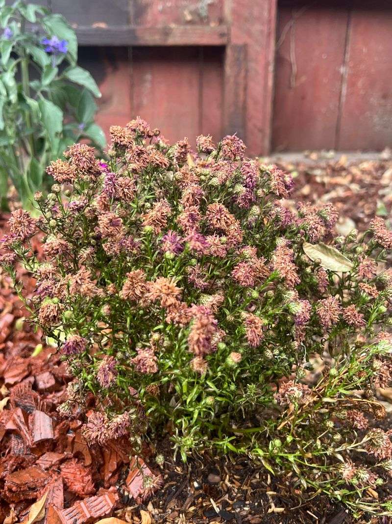 Snip Away The Spent Blooms