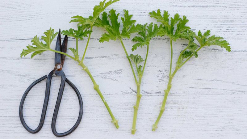 Snip Cuttings From Strong Green Stems Snip Cuttings From Strong Green Stems