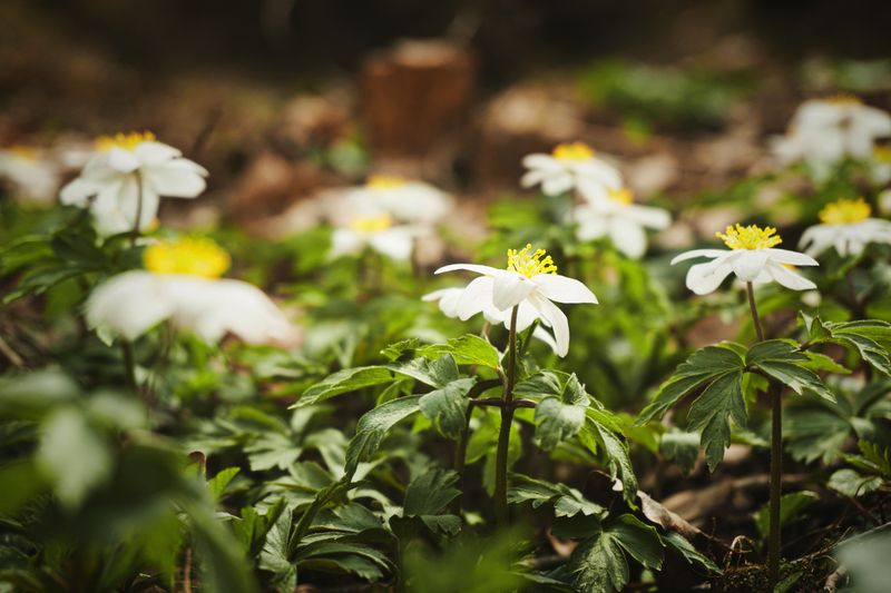 Snip Faded Windflower Stems If You Want Fewer Surprise Seedlings