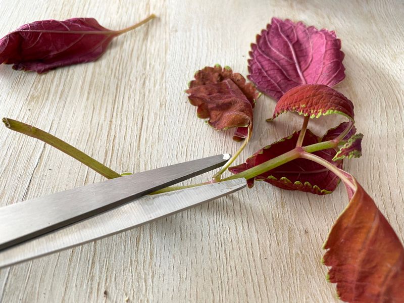 Snip Healthy Tips Just Below A Leaf Node Snip Healthy Tips Just Below A Leaf Node