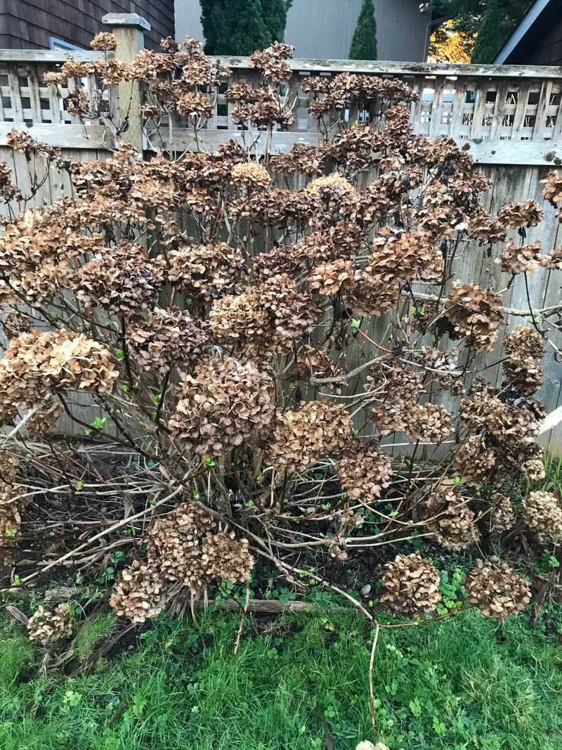 Snip Just Below The Bloom On Old Wood Types Snip Just Below The Bloom On Old Wood Types