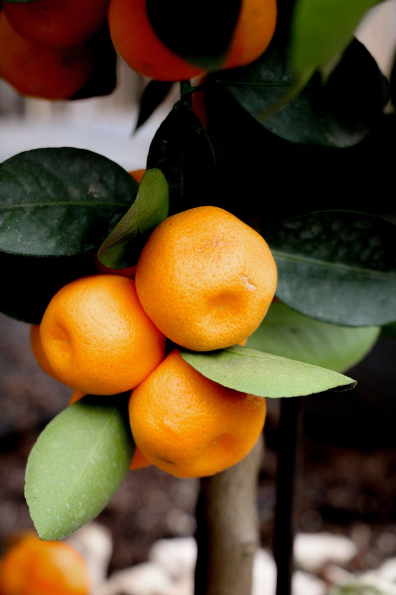 Snip Ripe Satsumas Before Temperatures Drop Into The Low 20s