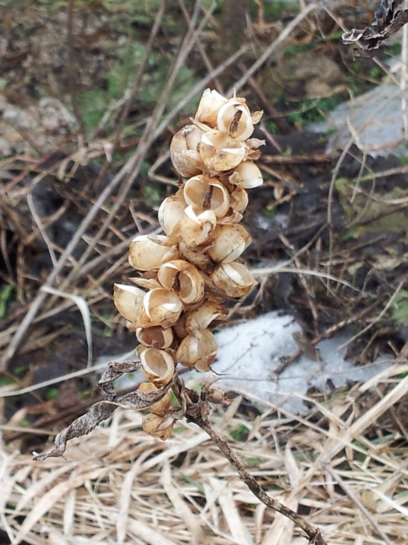 Snip Ripe Turtlehead Stalks Into A Paper Bag Snip Ripe Turtlehead Stalks Into A Paper Bag