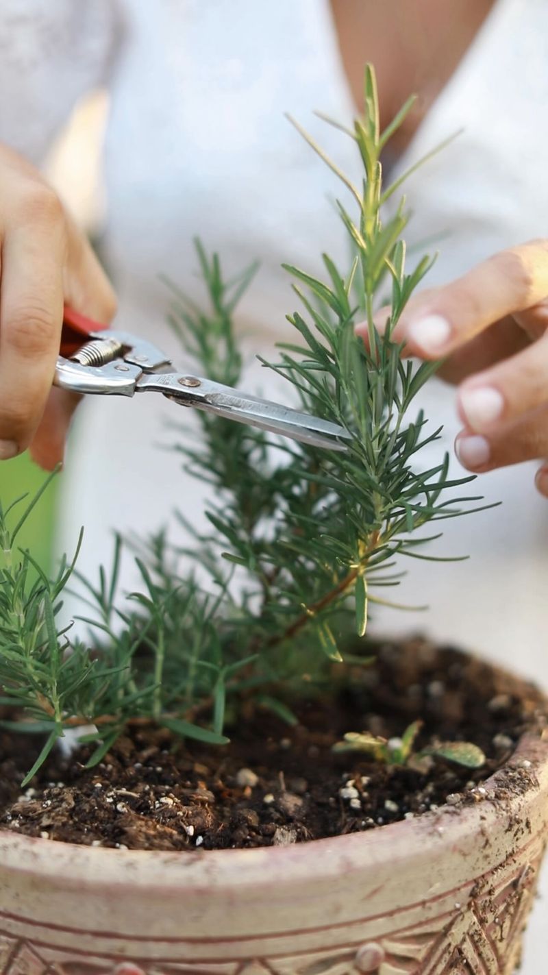 Snip Rosemary Tips Before The First Chill Snip Rosemary Tips Before The First Chill