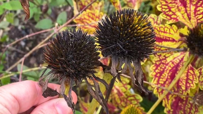 Snip Seed Heads With A Few Inches Of Stem Snip Seed Heads With A Few Inches Of Stem
