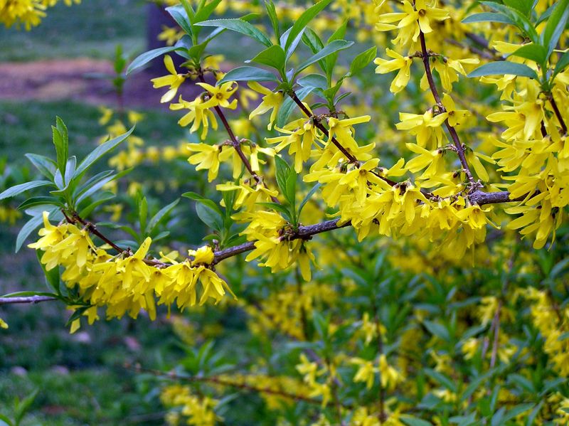 Snip Softwood Forsythia Stems in Late Spring and Early Summer