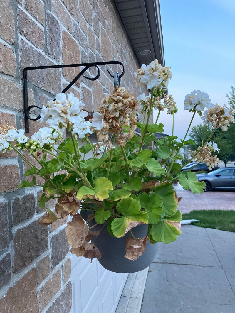 Snip Spent Blooms To Keep Flowers Coming