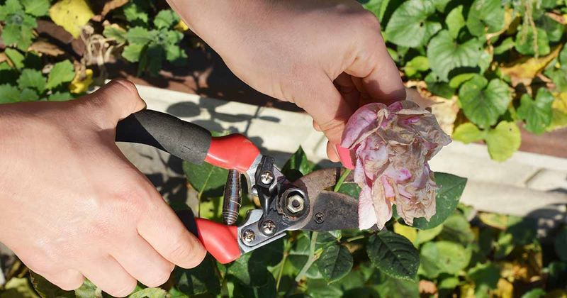 Snip Spent Blooms