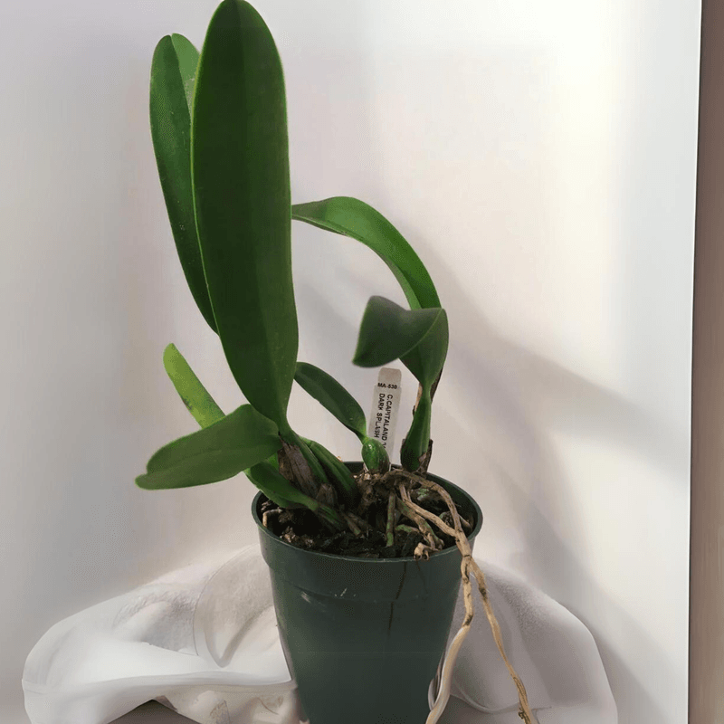 Snip Spent Cattleya Stems At The Base