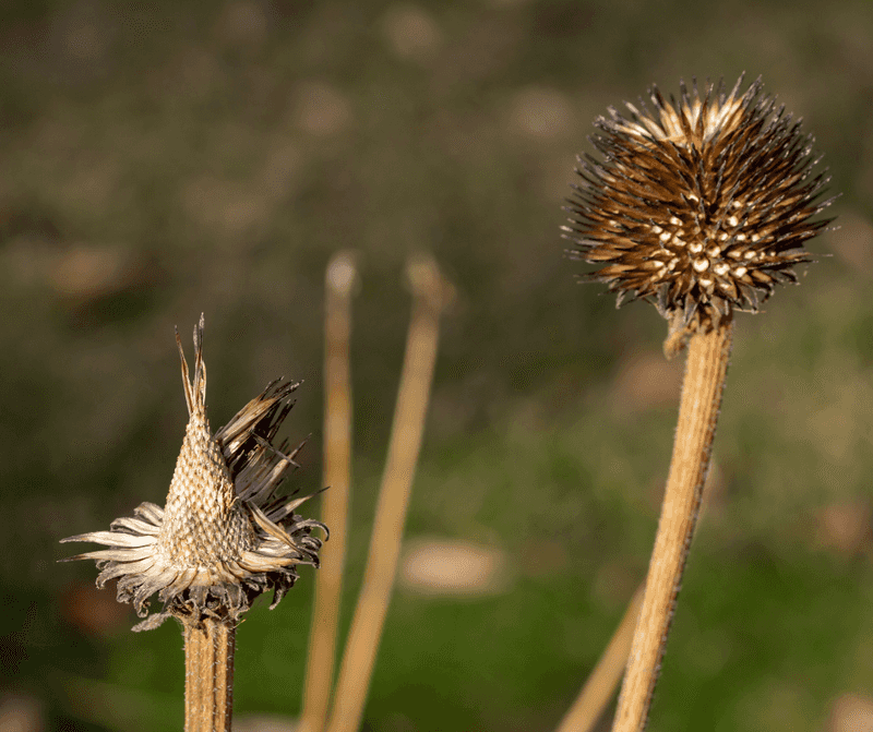 Snip The Seed Heads With Care