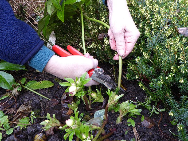 Snipping Each Old Leaf At Its Base Leaves A Tidy Crown Snipping Each Old Leaf At Its Base Leaves A Tidy Crown