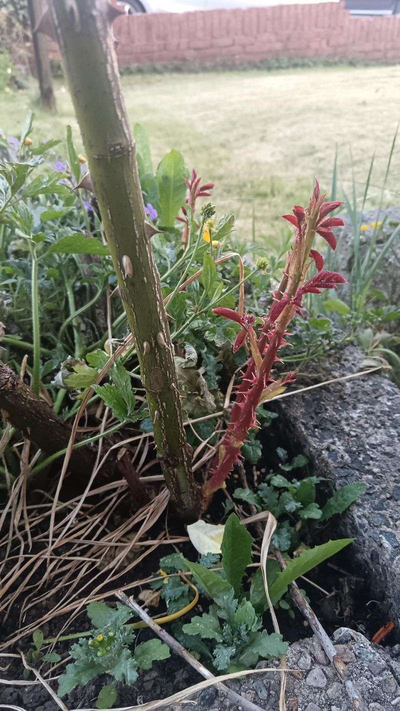 Snipping Faded Flowers Encourages Another Round Of Tender Growth Snipping Faded Flowers Encourages Another Round Of Tender Growth
