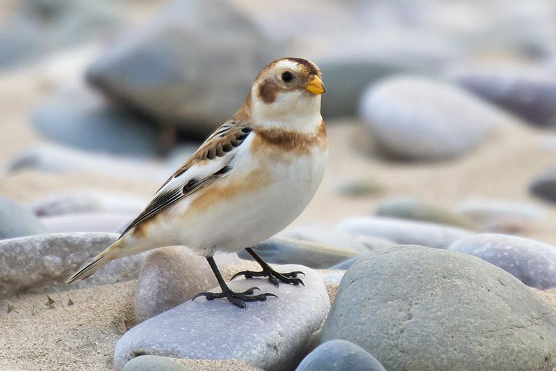 Snow Buntings Sweep Across Fields And Shorelines Snow Buntings Sweep Across Fields And Shorelines