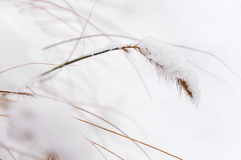 Snow Makes Little Bluestem Look Even Better Snow Makes Little Bluestem Look Even Better