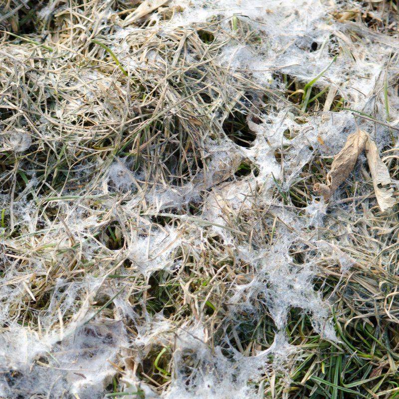 Snow Mold Lurking Beneath Winter Drifts