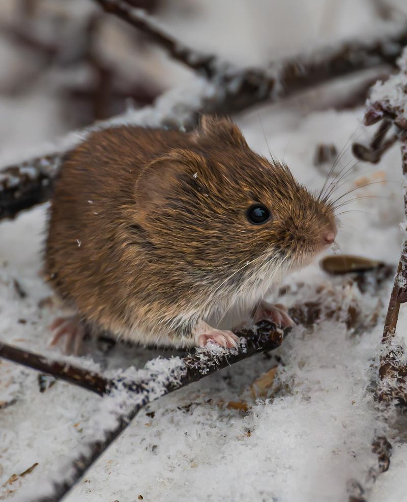 Snow Will Protect Them All Winter