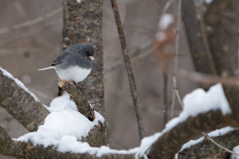 Snowbird Folklore Holds Up Better Than Most Weather Sayings Snowbird Folklore Holds Up Better Than Most Weather Sayings
