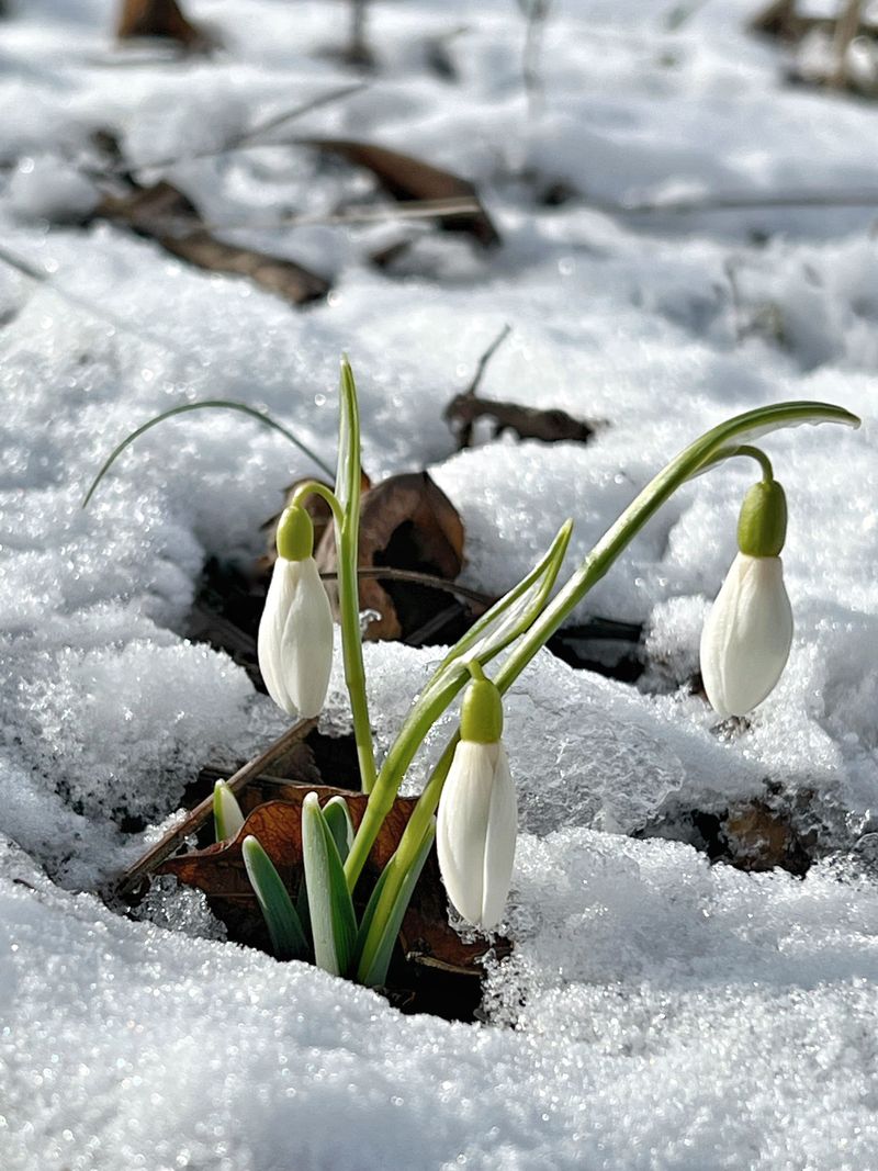 Snowdrops Across Late Winter Gardens