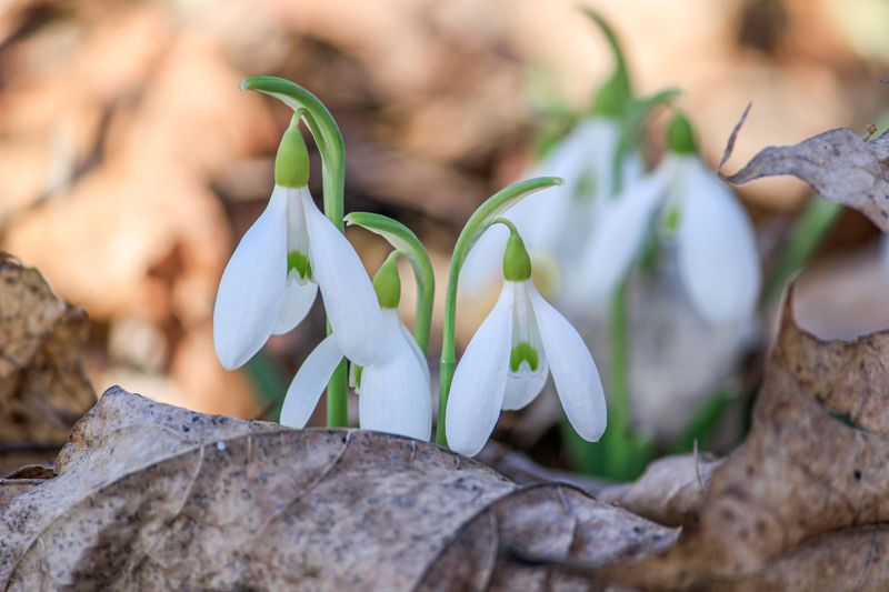 Snowdrops For The Earliest Blooms Of Spring Snowdrops For The Earliest Blooms Of Spring