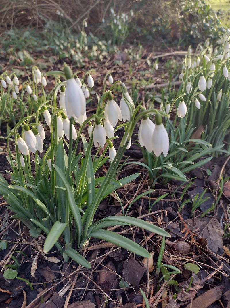 Snowdrops For The Very First Flowers Of The Year Snowdrops For The Very First Flowers Of The Year