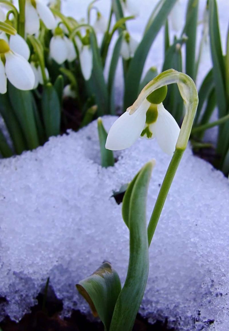 Snowdrops That Push Up Through Snow Snowdrops That Push Up Through Snow