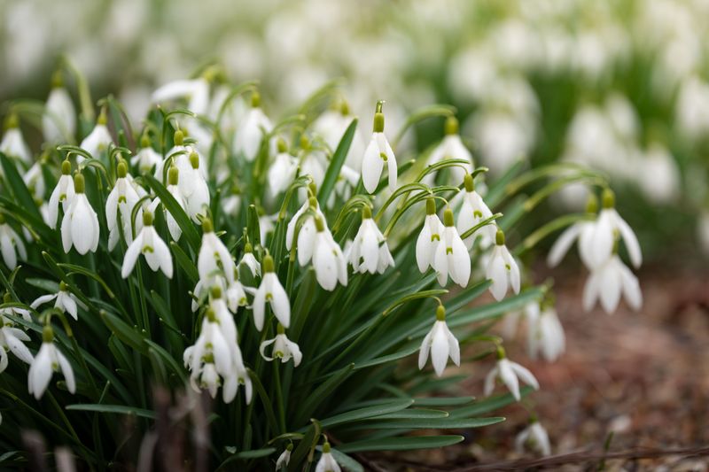 Snowdrops Snowdrops