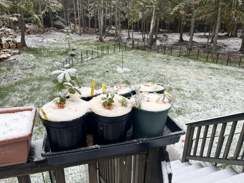 Snowfall Often Runs Below Normal