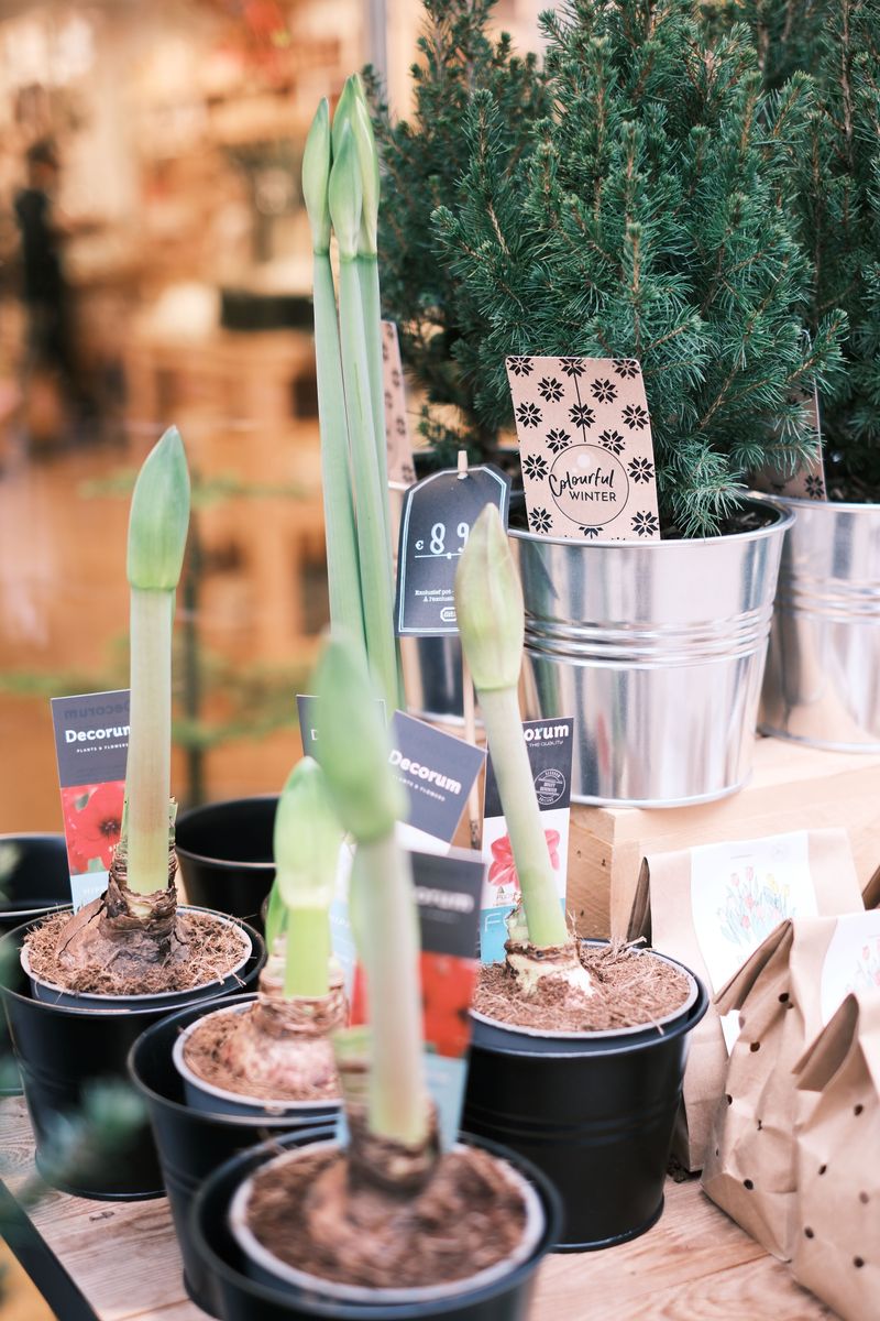Snug Pots And Shoulder-High Planting Give Bulbs A Head Start