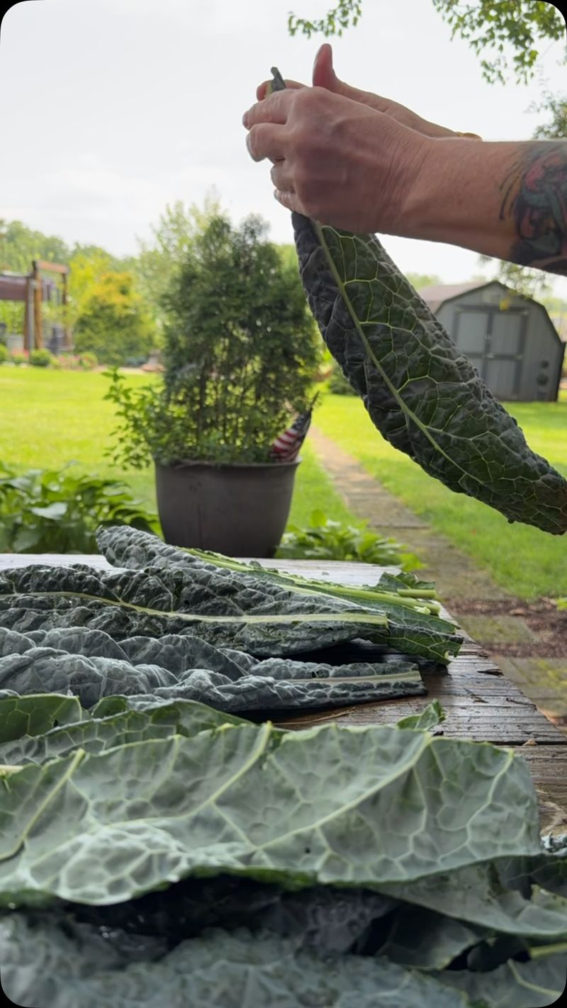 Soak Harvested Kale In Salt Water Soak Harvested Kale In Salt Water