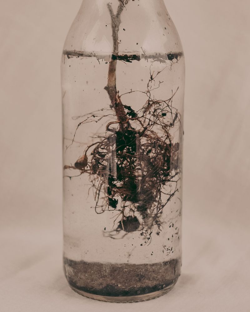 Soak Shriveled Geranium Roots Once A Month For A Winter Pick-Me-Up Soak Shriveled Geranium Roots Once A Month For A Winter Pick-Me-Up