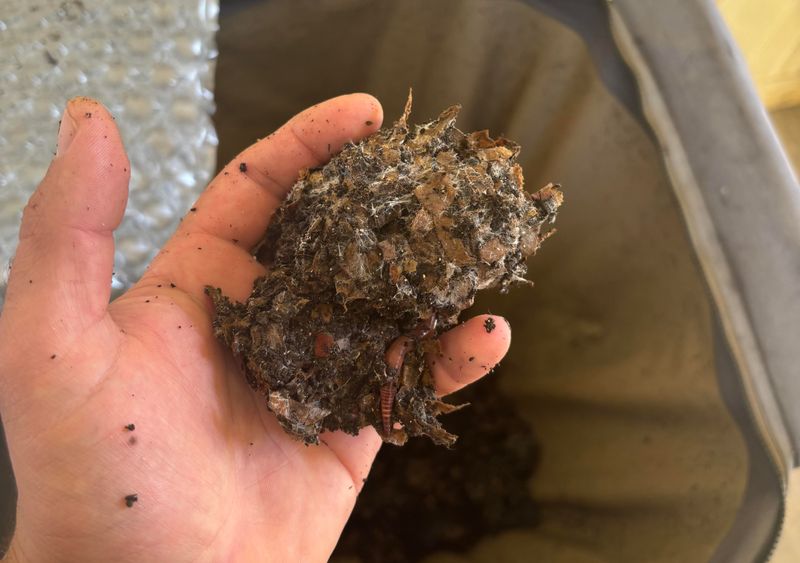Soaked Compost Breeds Mold And Pathogens Soaked Compost Breeds Mold And Pathogens